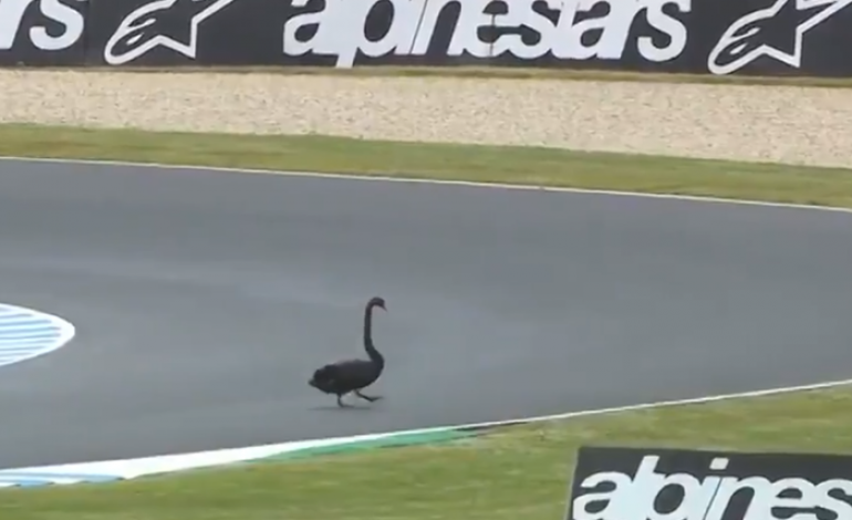 Hanya di Australia, Tonton Video Hewan-hewan Lewat di Sirkuit Phillip Island